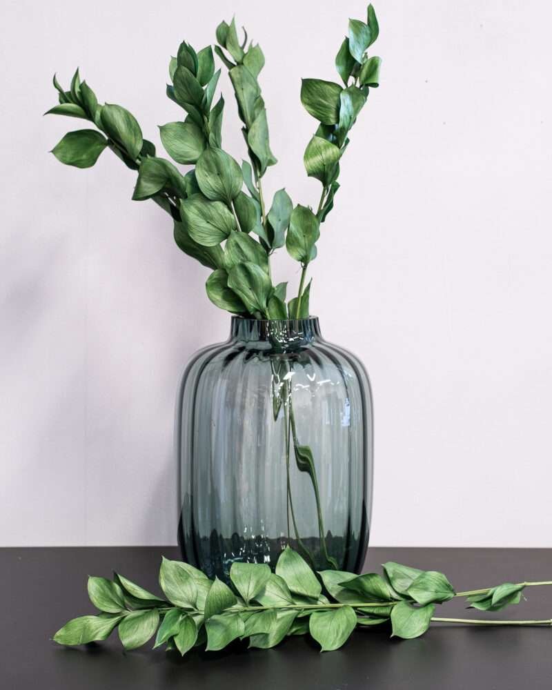 Ruscus Gigant Grön - Super - Konserverade blommor - Bild 2